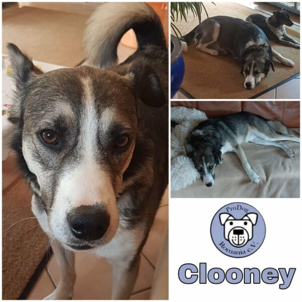 CLOONEY - Gnadenplatzhund seit dem 26.09.2020 *vermittelt*