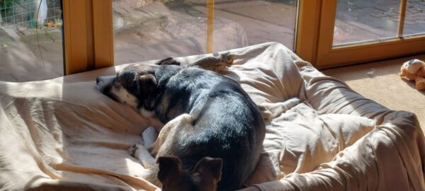 CLOONEY - Gnadenplatzhund seit dem 26.09.2020 *vermittelt* – Bild 3