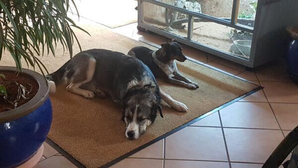 CLOONEY - Gnadenplatzhund seit dem 26.09.2020 *vermittelt* – Bild 6