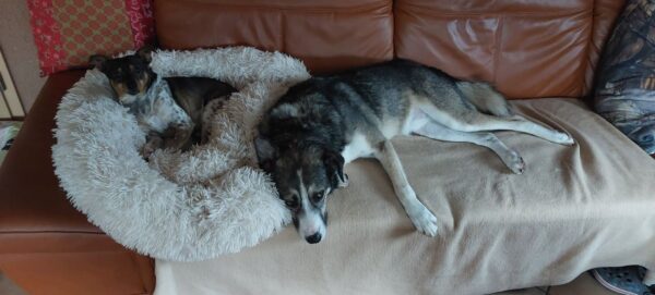CLOONEY - Gnadenplatzhund seit dem 26.09.2020 *vermittelt* – Bild 4