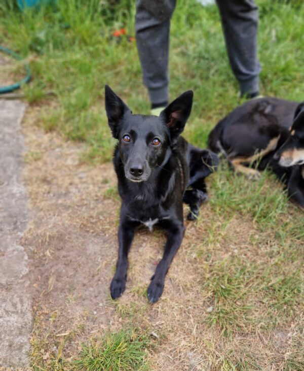 MILLY (*MILKY) - Gnadenplatzhund seit dem 01.09.2019 – Bild 5