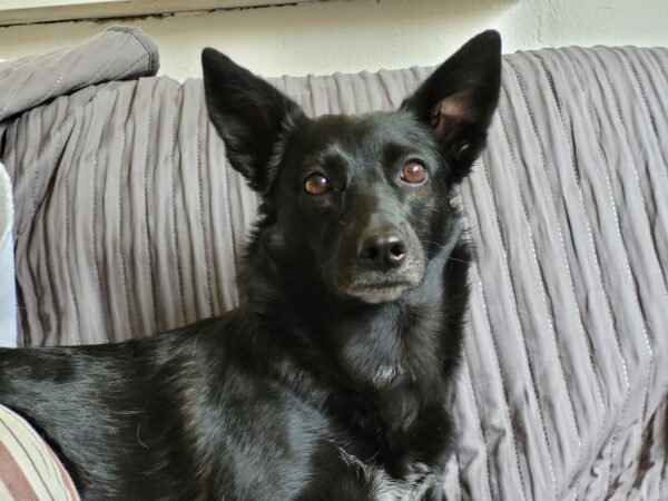 MILLY (*MILKY) - Gnadenplatzhund seit dem 01.09.2019 – Bild 7