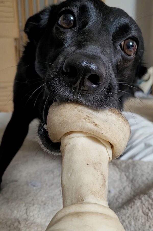 MILLY (*MILKY) - Gnadenplatzhund seit dem 01.09.2019 – Bild 6