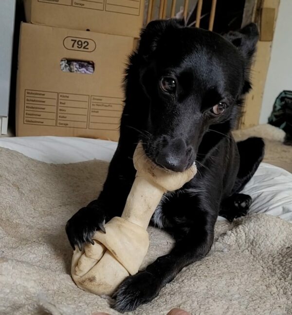MILLY (*MILKY) - Gnadenplatzhund seit dem 01.09.2019 – Bild 4