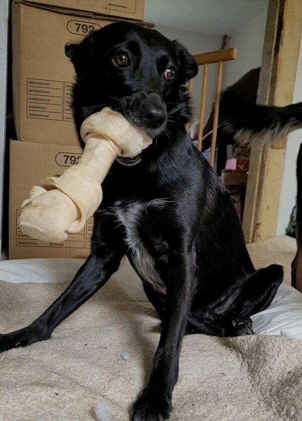 MILLY (*MILKY) - Gnadenplatzhund seit dem 01.09.2019 – Bild 2