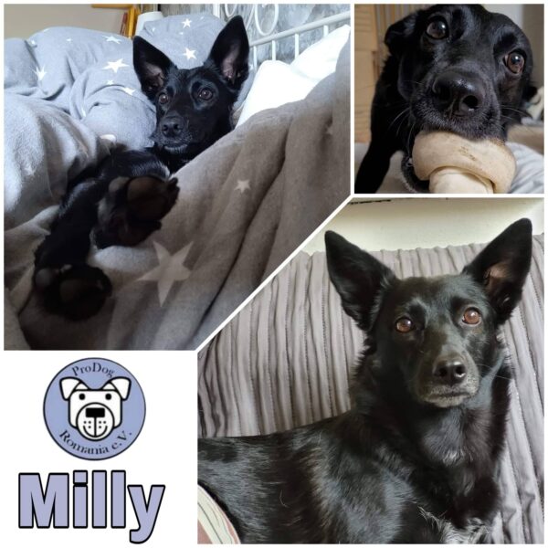 MILLY (*MILKY) - Gnadenplatzhund seit dem 01.09.2019