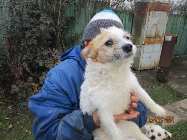 ANDREI - reserviert Alexandra - vermittelt – Bild 3