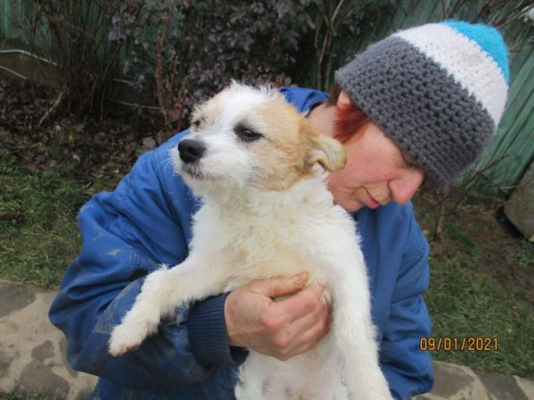 ANDREI - reserviert Alexandra - vermittelt – Bild 4