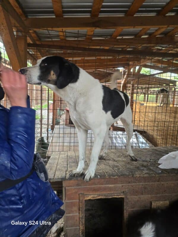 BOGO (♂) – Bild 3
