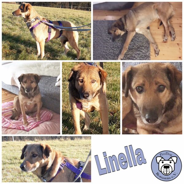 Linella in 56316 Raubach - vermittelt – Bild 11