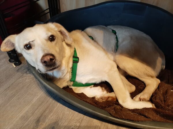 Khan - Gnadenplatzhund seit dem 17.02.2022 - RBB 17.10.23 – Bild 3