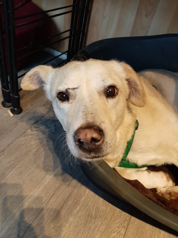 Khan - Gnadenplatzhund seit dem 17.02.2022 - RBB 17.10.23 – Bild 2