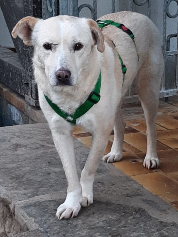 Khan - Gnadenplatzhund seit dem 17.02.2022 - RBB 17.10.23 – Bild 4