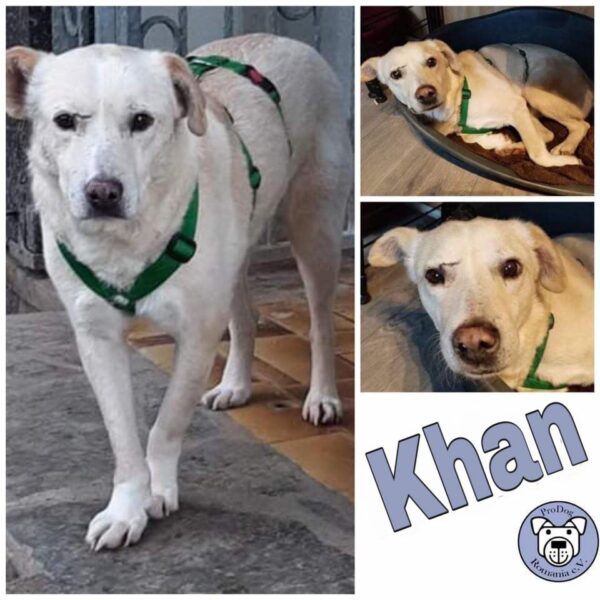 Khan - Gnadenplatzhund seit dem 17.02.2022 - RBB 17.10.23
