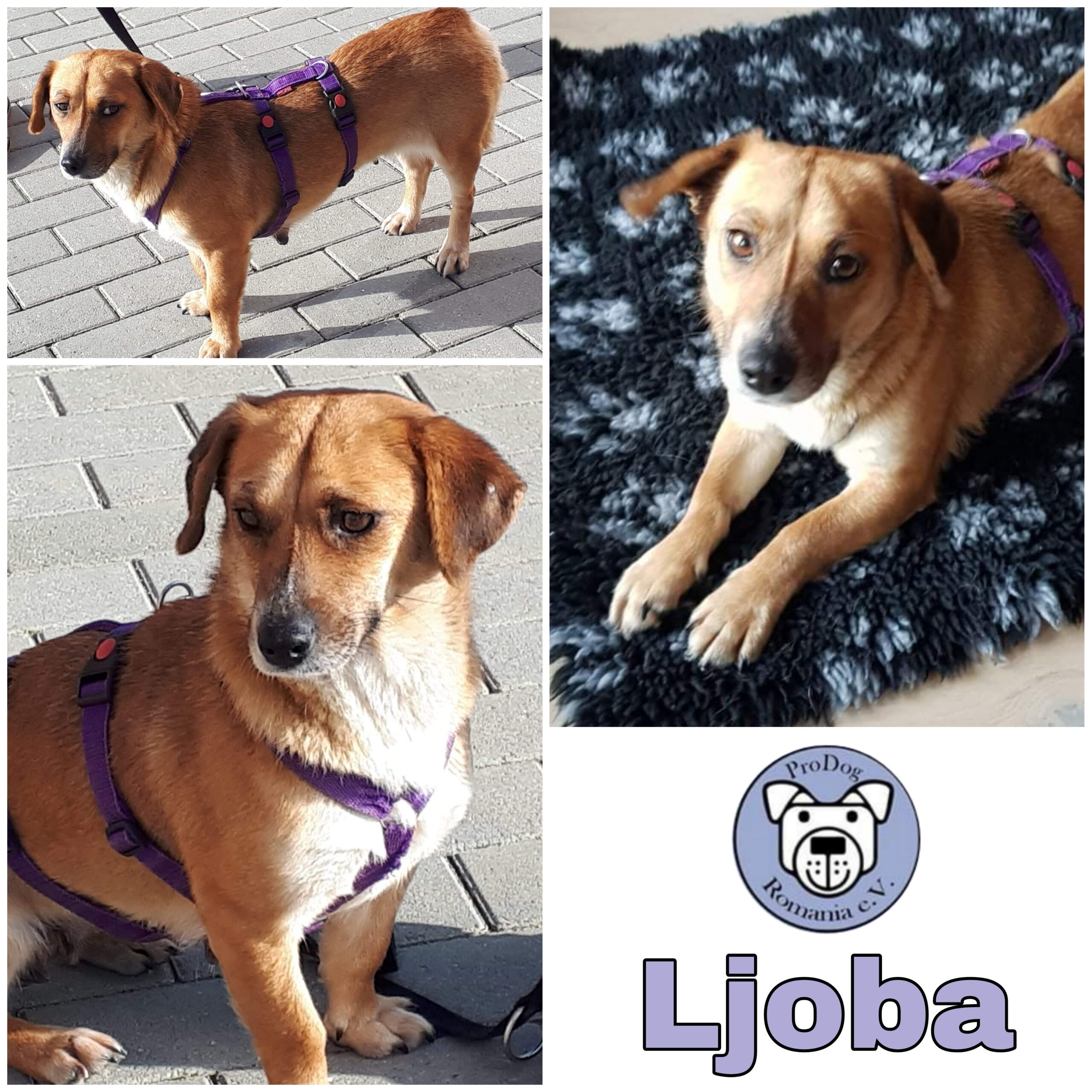 Ljoba in 23715 Bosau