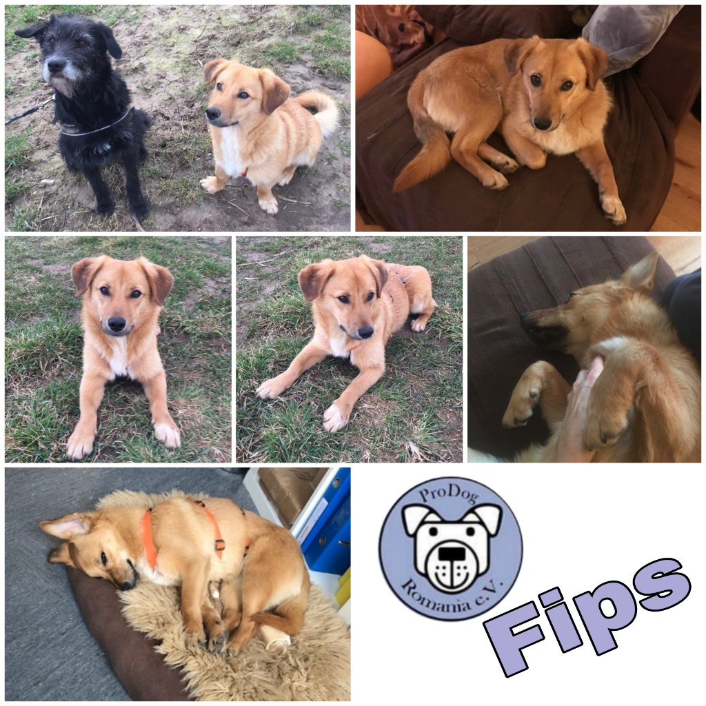 Fips in 61184 Petterweil