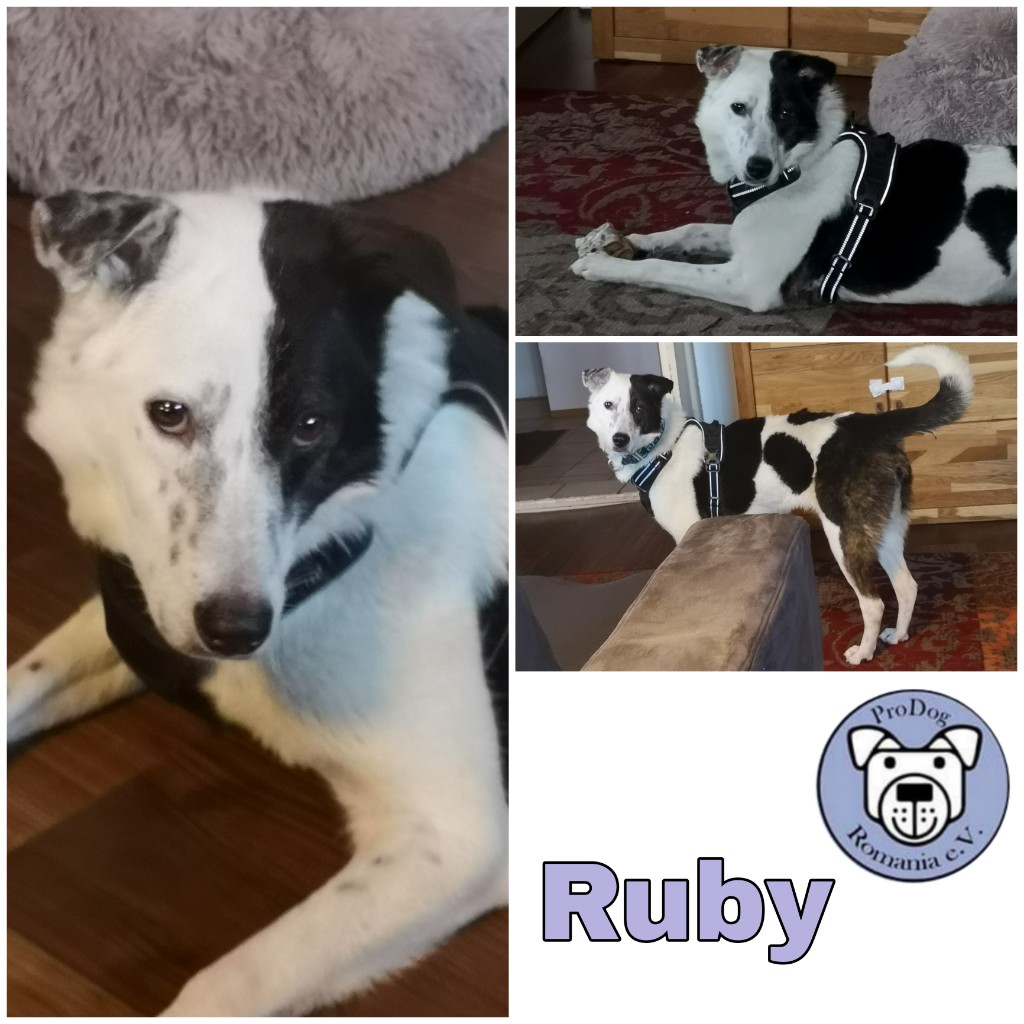 RUBY (♀) in 88171 Weiler-Simmerberg