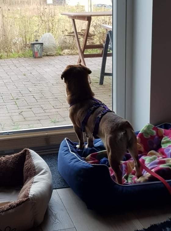 Ljoba in 23715 Bosau – Bild 5
