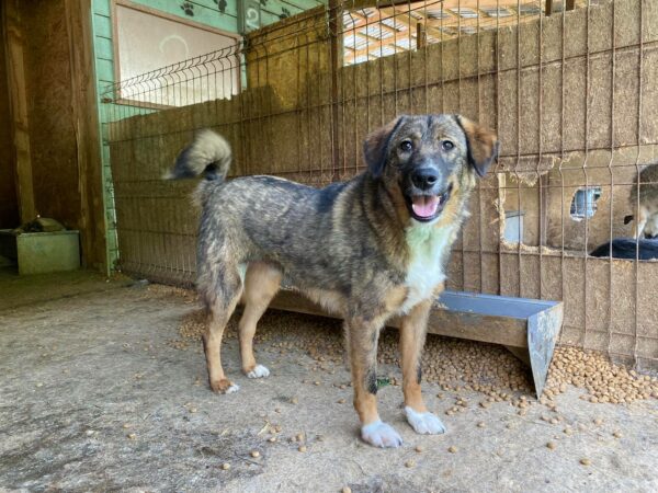 WOODY (♂) – Bild 4