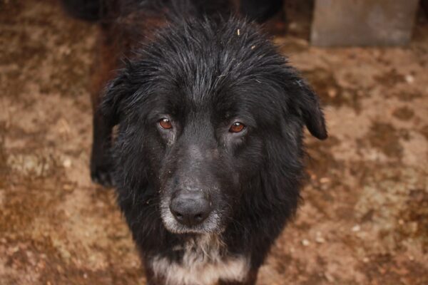 BALINGO - Gnadenplatzhund seit dem 08.07.2022 – Bild 8