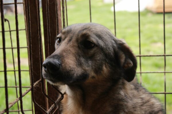 HAILEY (♀) – Bild 4
