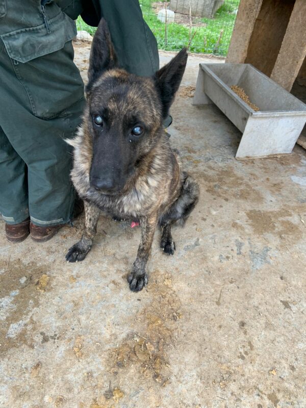 TIGER - reserviert Malinoishilfe Bayern vermittelt – Bild 2