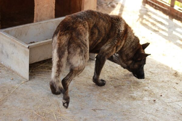 TIGER - reserviert Malinoishilfe Bayern vermittelt – Bild 7