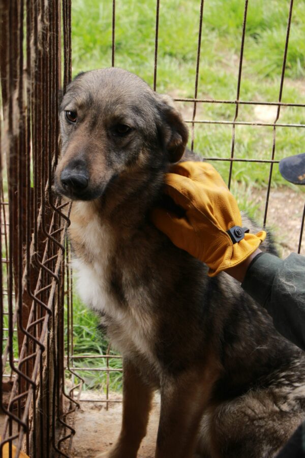 HAILEY (♀) – Bild 5
