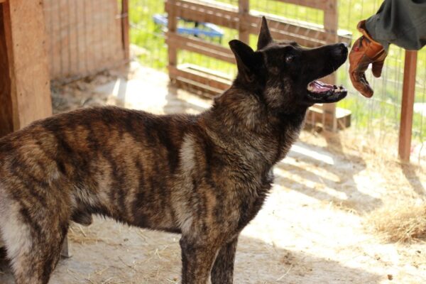 TIGER - reserviert Malinoishilfe Bayern vermittelt – Bild 6