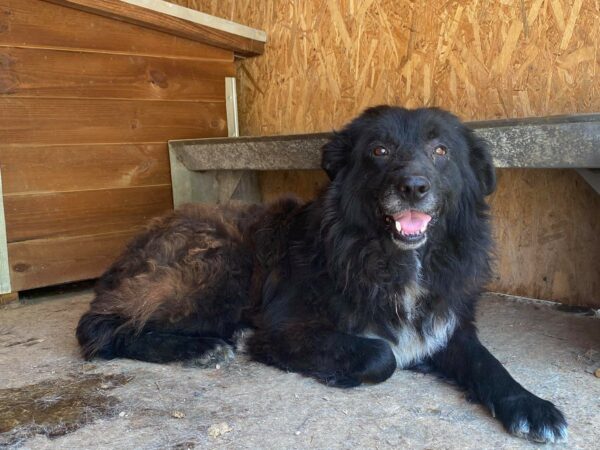 BALINGO - Gnadenplatzhund seit dem 08.07.2022 – Bild 9