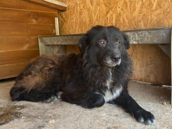 BALINGO - Gnadenplatzhund seit dem 08.07.2022 – Bild 4