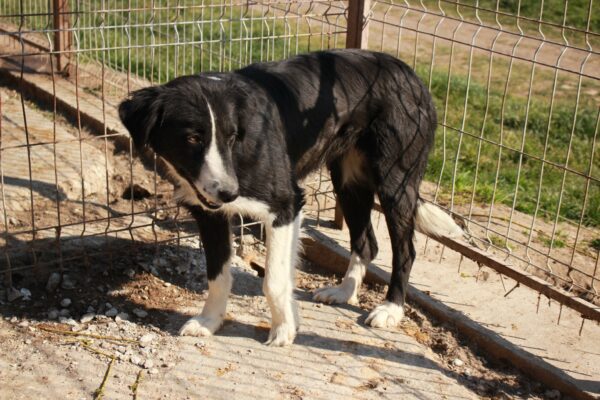 BAYOMA (♀) - vermittelt NH – Bild 10
