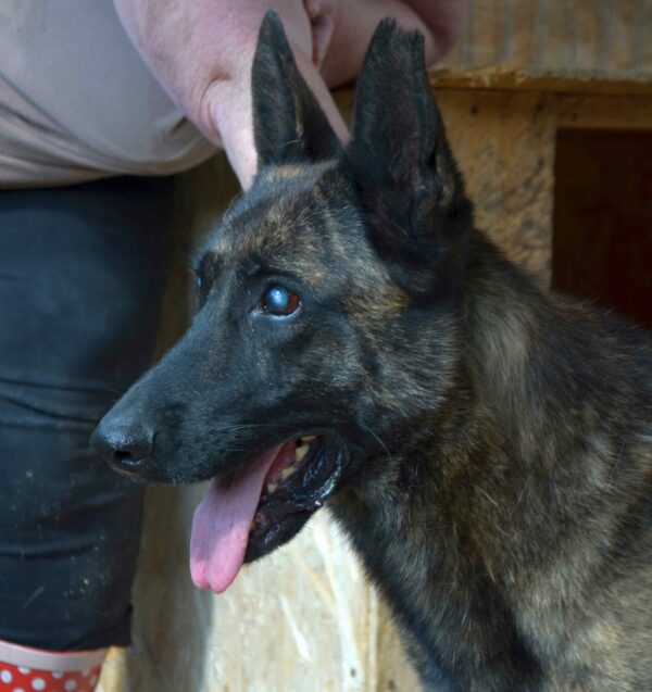 TIGER - reserviert Malinoishilfe Bayern vermittelt – Bild 4