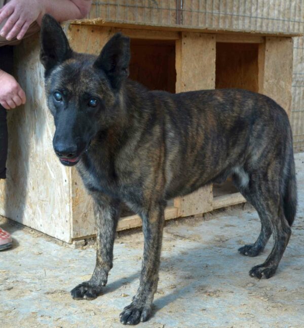 TIGER - reserviert Malinoishilfe Bayern vermittelt – Bild 5