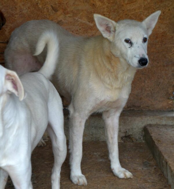 ROSIE (♀) – Bild 2