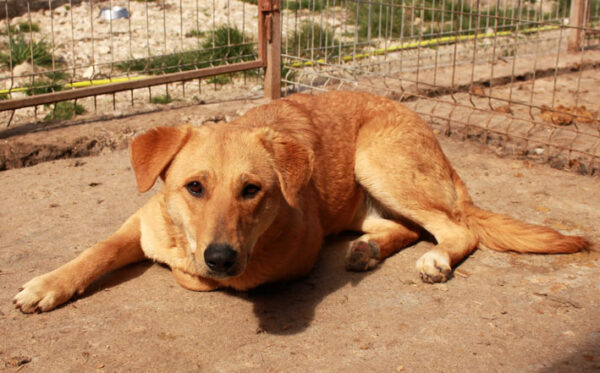 MARRIE - reserviert Tierhilfe Lebenswert - vermittelt – Bild 3
