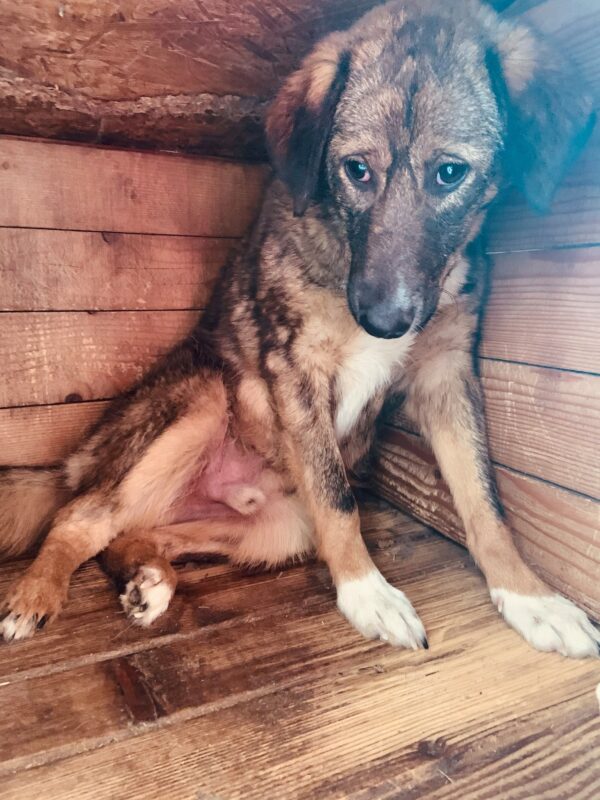 WOODY (♂) – Bild 12