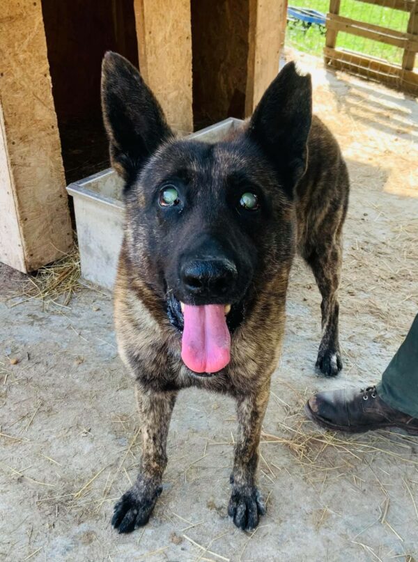 TIGER - reserviert Malinoishilfe Bayern vermittelt – Bild 8