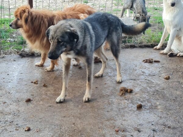 HAILEY (♀) – Bild 3