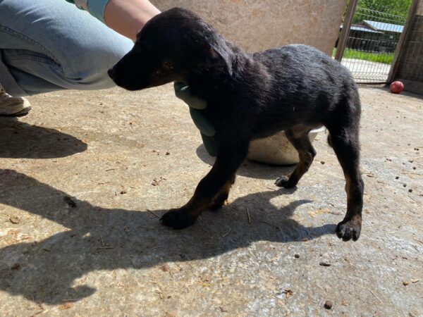 MALENA - reserviert 4animals - vermittelt – Bild 2