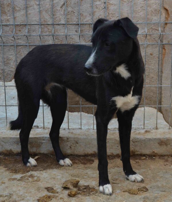 MAMIE (♀) – Bild 2