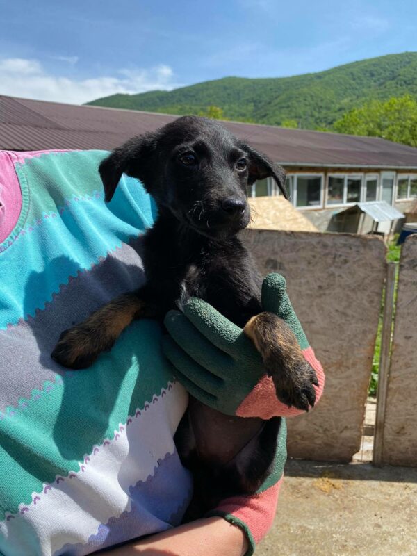 MALENA - reserviert 4animals - vermittelt