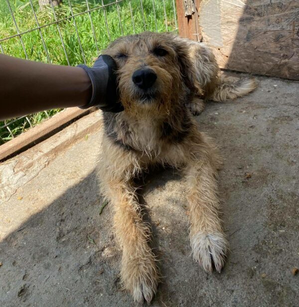JAMIRO - reserviert Betty - vermittelt