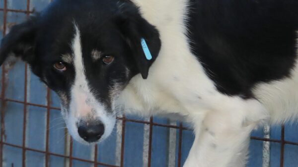 OREO (♂) – Bild 11