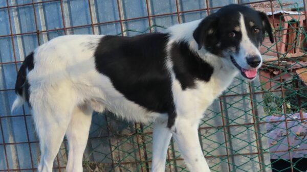 OREO (♂) – Bild 10