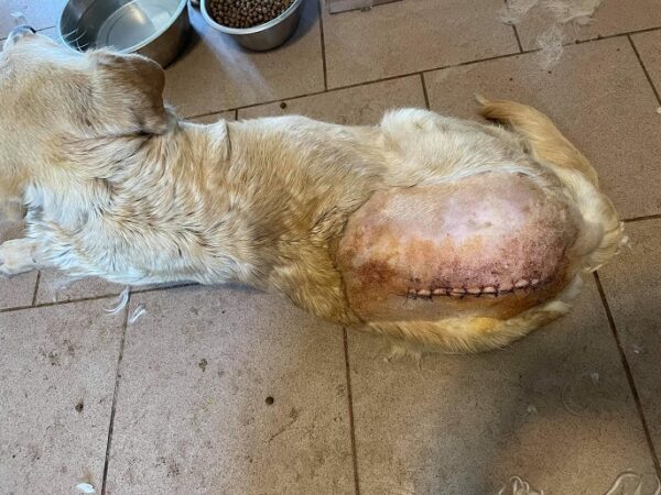 ALMA - med. Notfall - reserviert THL - vermittelt – Bild 2