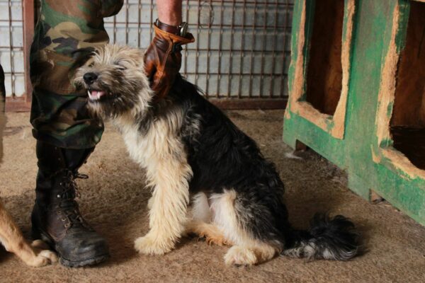 FILI - reserviert Betty - vermittelt – Bild 2
