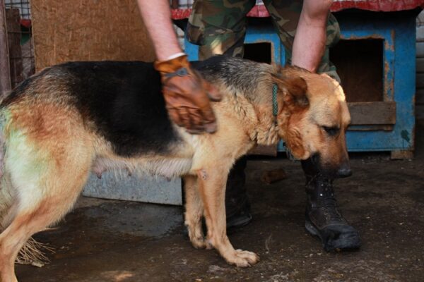AJESHA - reserviert TH Filderstadt vermittelt – Bild 5