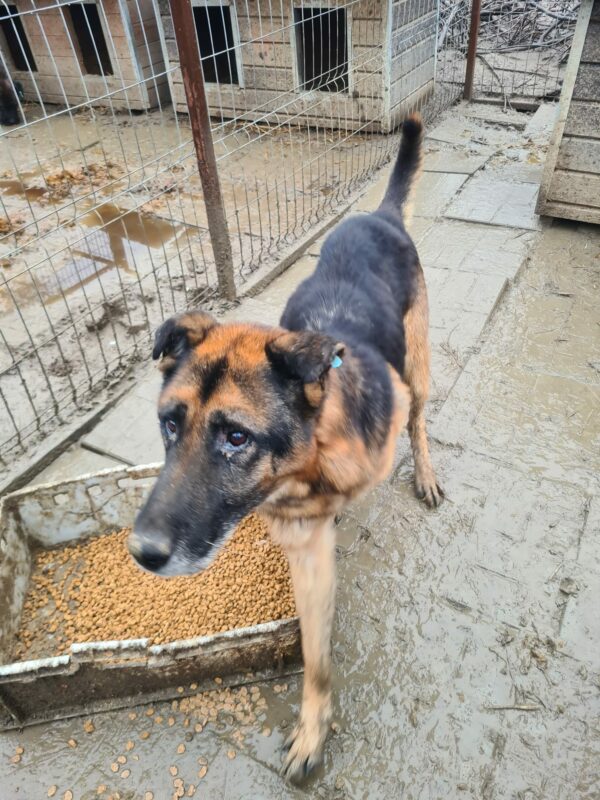 KROLOCK - Notfall - abgemagert reserviert Manuela (22/02) - vermisst 02/23 – Bild 3