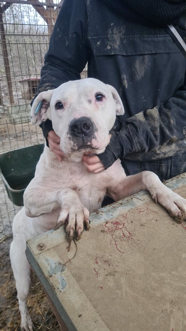 SUNNY - Dogo Argentino - reserviert TH Filderstadt - vermittelt